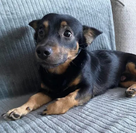 Zadowolony pies na spacerze